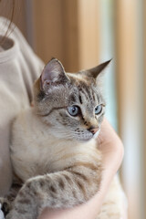 ネコを抱きしめる