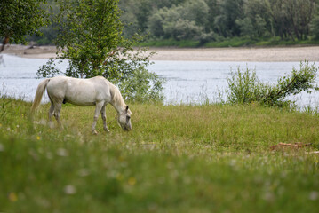 Fototapeta premium the horse eats grass near the river.