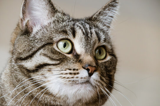 Cute pet. Domestic cat looks up. Close up portrait. High quality photo