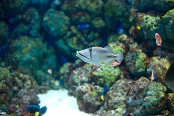 Fototapeta na wymiar Fish in aquarium 2