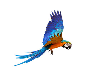 Fototapeta premium Colorful flying parrot isolated on transparent background png file
