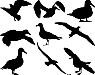Set of Albatross Birds Silhouette