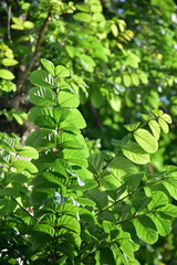 Obraz premium Leaf of Spathodea campanulata, is commonly known as the African tulip tree and planted extensively as an ornamental tree throughout the tropics and is much appreciated for its very showy reddish 