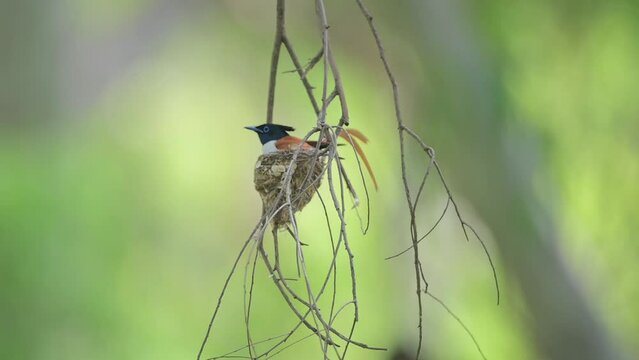 Indian Paradise Fly catcher Incubating in Cup nest in forest