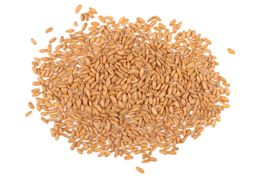 Organic peeled spelt grains isolated on white, top view