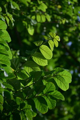 Obraz premium Leaf of Spathodea campanulata, is commonly known as the African tulip tree and planted extensively as an ornamental tree throughout the tropics and is much appreciated for its very showy reddish 