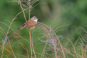 Songbird on a grass