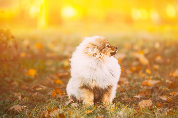 Young Red Puppy Pomeranian Spitz Puppy Dog Sitting Outdoor In Autumn Grass. Sunlit Pet. Sun-drenched Puppy Dog View. Pets Friendship Concept. Amazing Sunbeams.