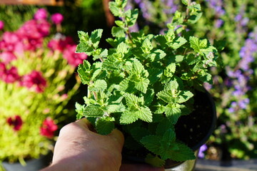 the gardener's hand holds a pot with green catnip seedlings against the background of flowering...