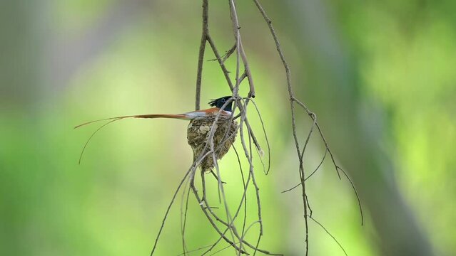 Indian paradise Fly catcher Bird Incubating Eggs in forest 