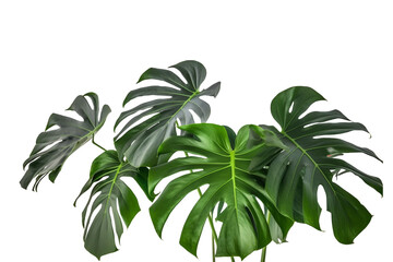 Tropical leaves isolated transparency background. Generative AI