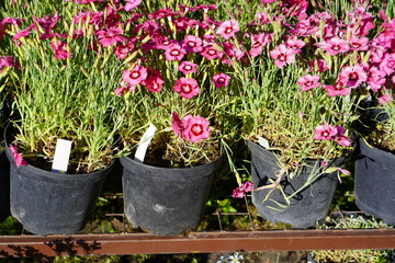 seedlings of pink-flowered carnations in pots with earth on a shelf in a nursery of garden plants in summer