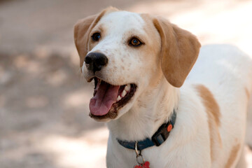 Portrait of a Mongrel