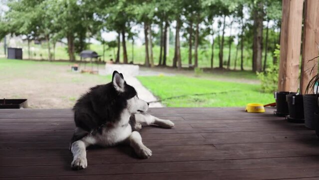 the sad husky dog is lying down on the floor waiting for the owner. sad dog is alone.