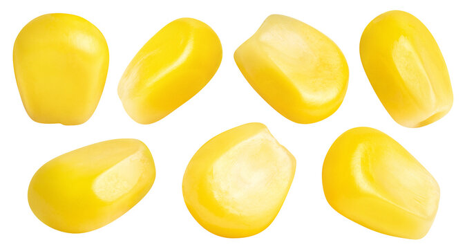 Collection of delicious corn seeds, cut out