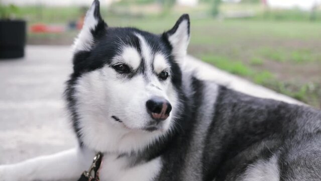 A beautiful Siberian Husky dog sits on the green grass in the park. The dog looks into the camera.