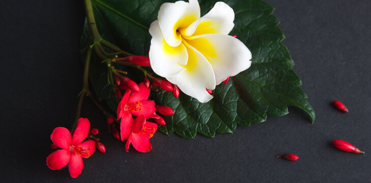 indian chafa on fresh green leaf