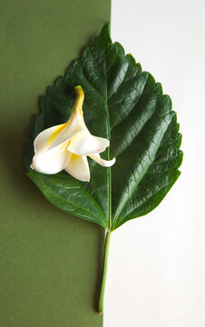indian white chafa / plumeria on fresh green leaf