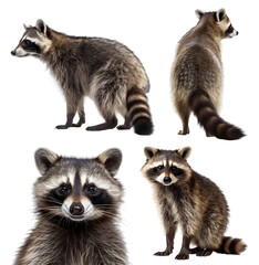 Raccoon racoon, many angles and view portrait side back head shot isolated on transparent background cutout , PNG file,