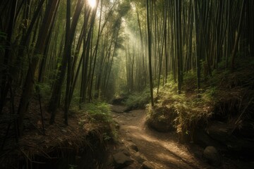 Sunlight in the bamboo forest