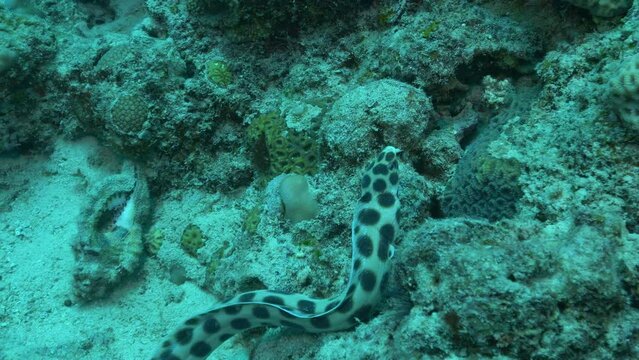 Cute Spotted Snake Eel looking for food on the reef.