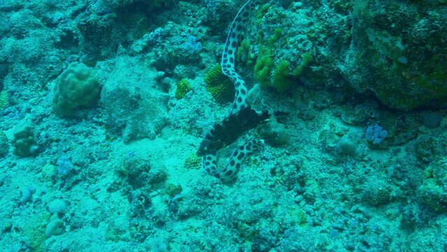Rare footage of a sea snake with a fish.