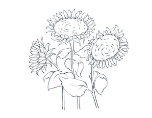 Sunflowers. Sketch in lines, freehand drawing. Vector illustration, summer background, flower meadow.