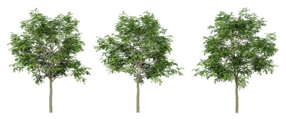 Fraxinus excelsior trees on transparent background, png tree, green landscape, 3d render illustration.