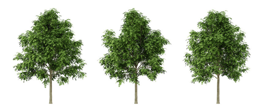 Fraxinus excelsior trees on transparent background, png tree, green landscape, 3d render illustration.