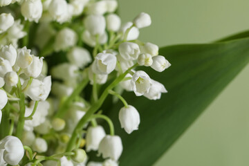 Beautiful lily of the valley flowers on light green background, closeup