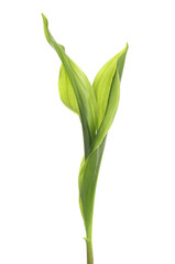 Beautiful lily of the valley leaves on white background