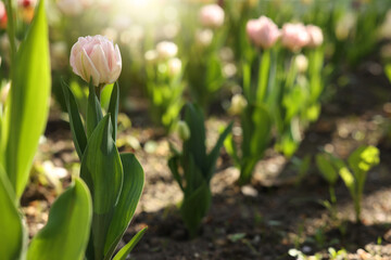 Beautiful pink tulips growing outdoors on sunny day