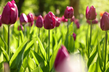 Beautiful purple tulips growing outdoors on sunny day, closeup