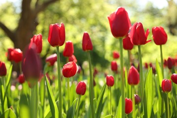 Fototapeta na wymiar Beautiful red tulips growing outdoors on sunny day, closeup
