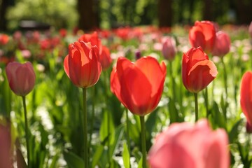 Beautiful bright tulips growing outdoors on sunny day, closeup