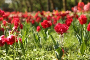 Beautiful red tulips growing outdoors on sunny day