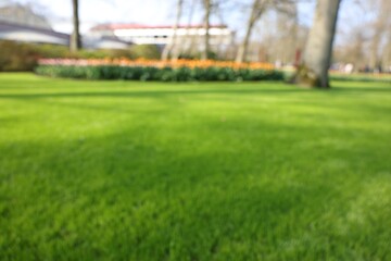 Blurred view of beautiful park on sunny day