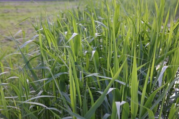 Obraz premium Beautiful green reed plants growing outdoors, closeup