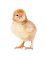 Fototapeta premium Cute fluffy baby chicken on white background