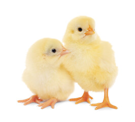 Two cute fluffy baby chickens on white background