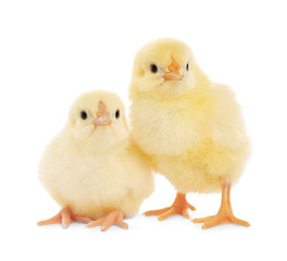 Two cute fluffy baby chickens on white background