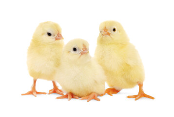 Three cute fluffy chickens on white background