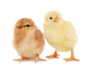 Two cute fluffy baby chickens on white background