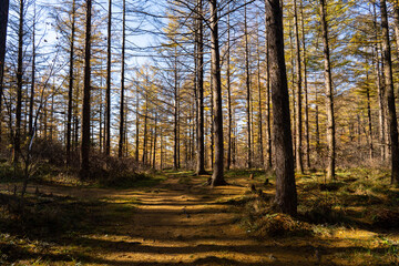 a cedar forest morning. 가을 삼나무 숲의 아침, 만항재, 태백