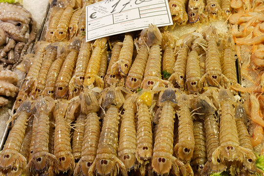 Venise (Italie) : Cigale de mer sur le march&eacute; aux poissons du quartier de Rialto