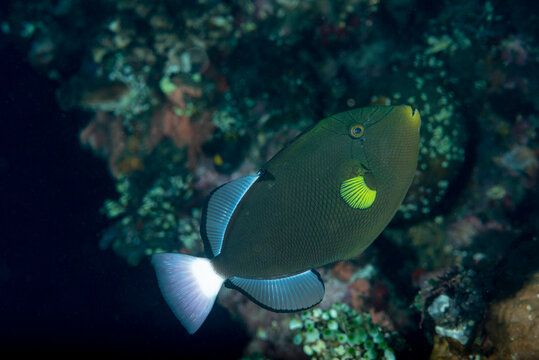 Pesce balestra con la coda rossa, Melichthys vidua, con coralli sullo sfondo