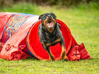 cute rotweiller does agility