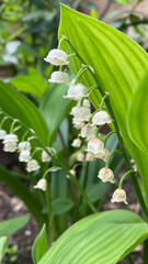 Obraz premium Lily of the valley is a woodland flowering plant with sweetly scented with bell-shaped white flowers