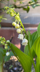 Lily of the valley is a woodland flowering plant with sweetly scented with bell-shaped white flowers