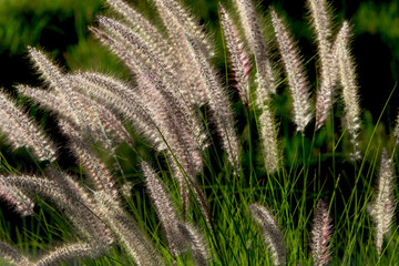 Veins and leaves of plants in sunlight